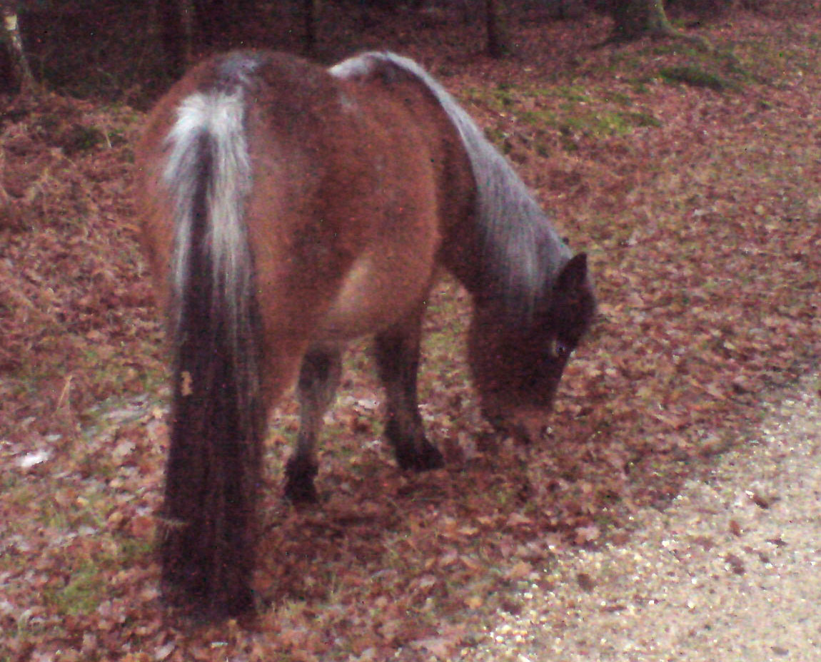 skunk-tailed bay rabicano