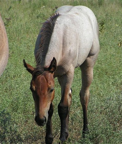 bay classic roan