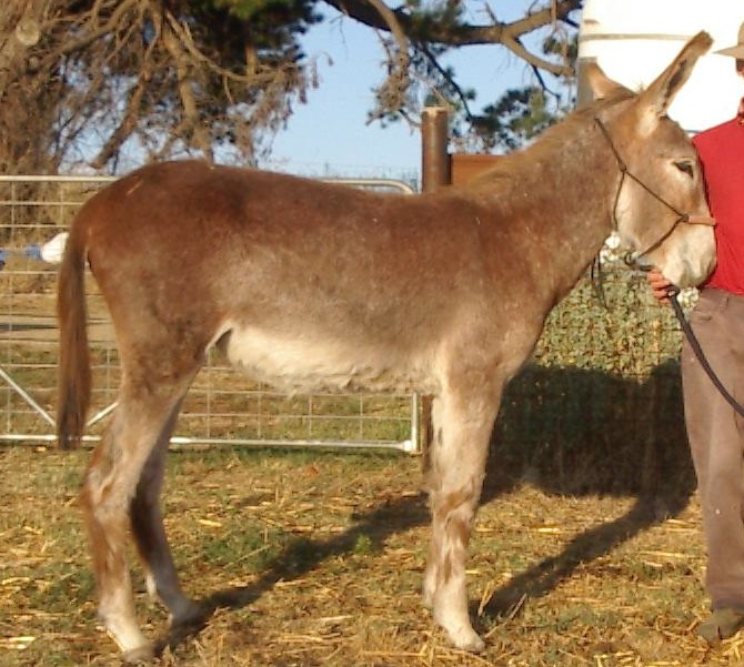 red donkey