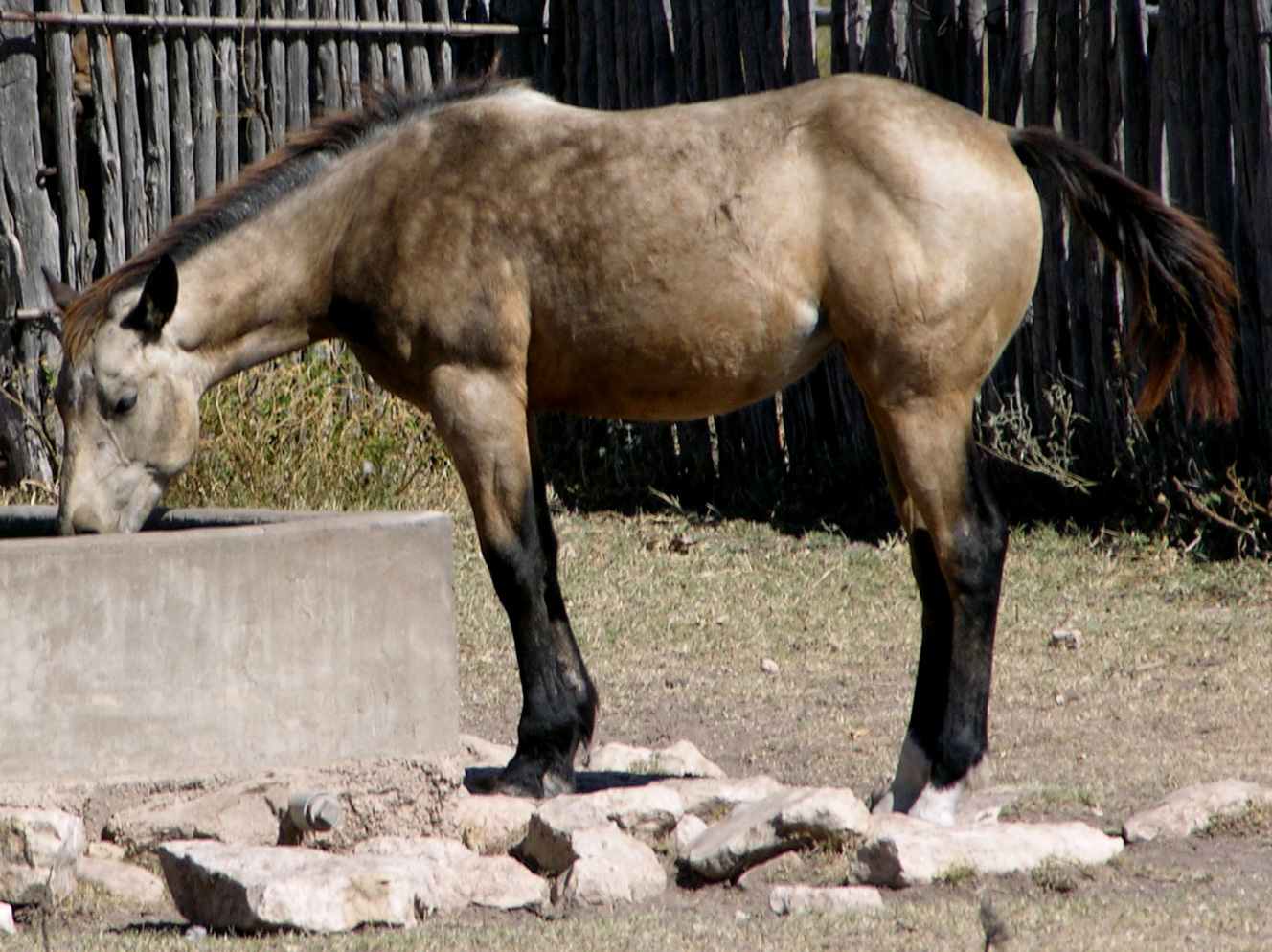 Gray Buckskin