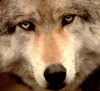 WolfEyesSmall.jpg